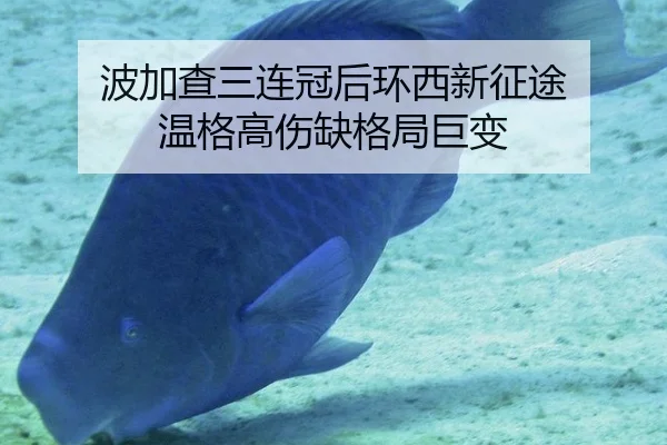 波加查三连冠后环西新征途 温格高伤缺格局巨变